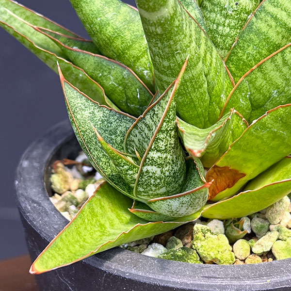 サンセベリア:イムシャラ 3号鉢植え*