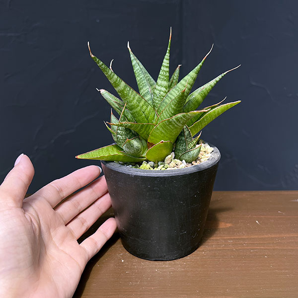 サンセベリア:イムシャラ 3号鉢植え*
