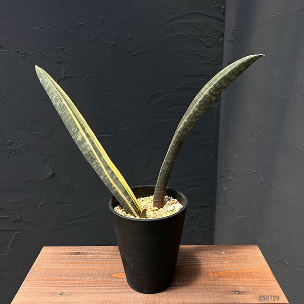 [ザ・ファームセレクト]サンセベリア：スーパーピンク（R2470）斑入り　5号鉢植え