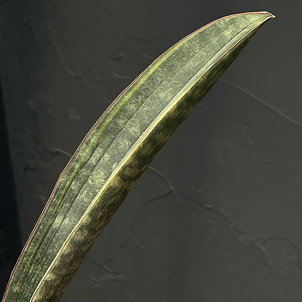 [ザ・ファームセレクト]サンセベリア：スーパーピンク（R2470）斑入り　5号鉢植え