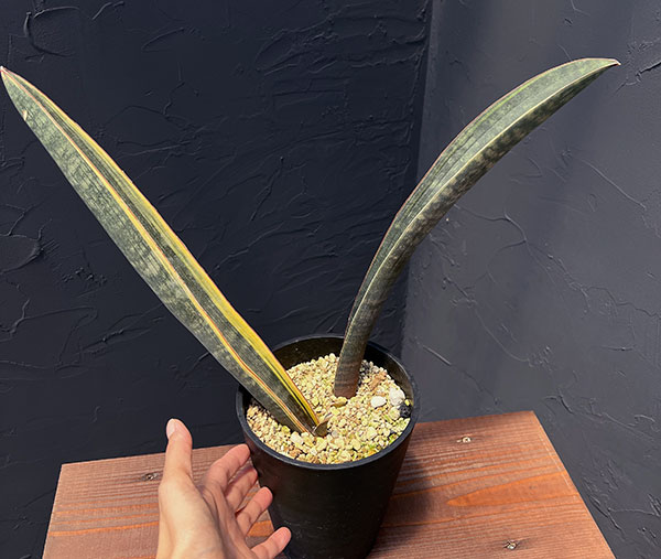 [ザ・ファームセレクト]サンセベリア：スーパーピンク（R2470）斑入り　5号鉢植え