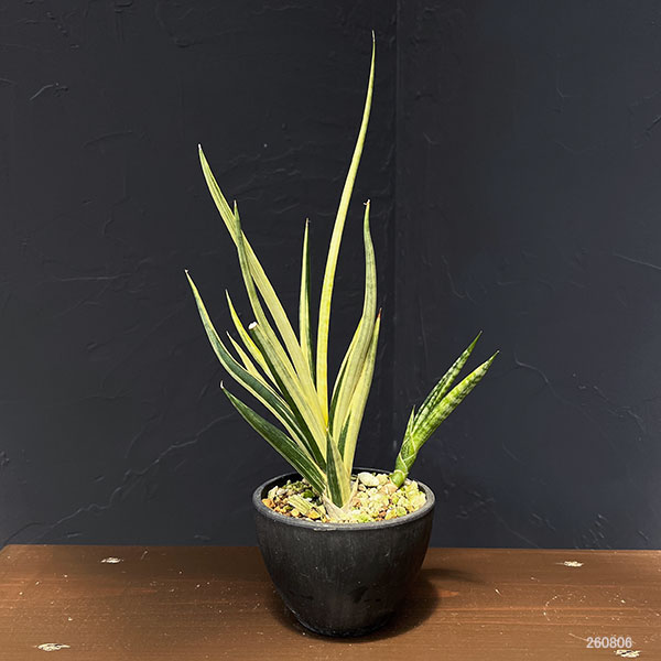 サンセベリア：ブンルートーチ（斑入）　3.5号鉢植え26-01
