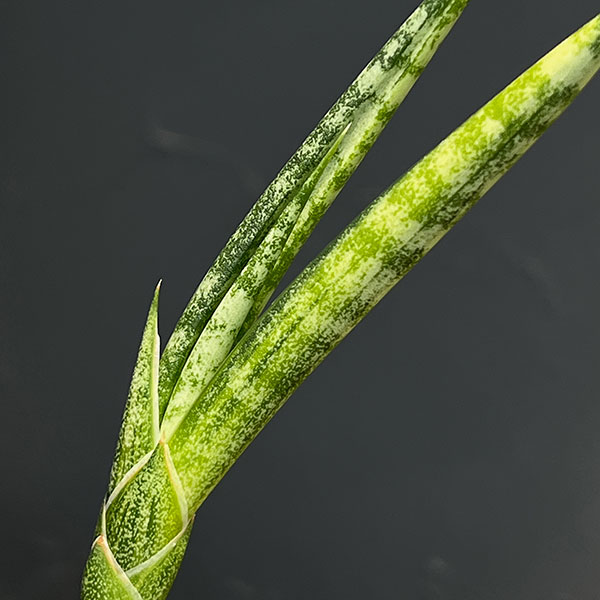 サンセベリア：ブンルートーチ（斑入）　3.5号鉢植え26-01