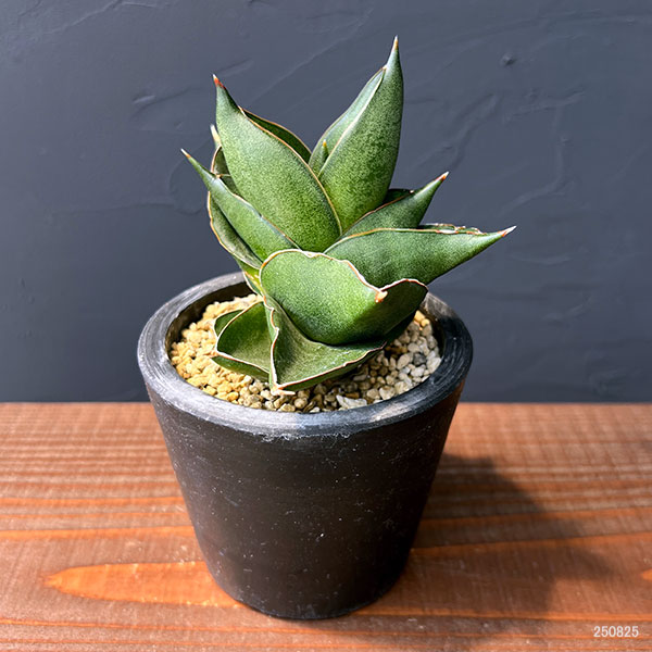 サンスベリア:オペラハウス 3号鉢植え23-01