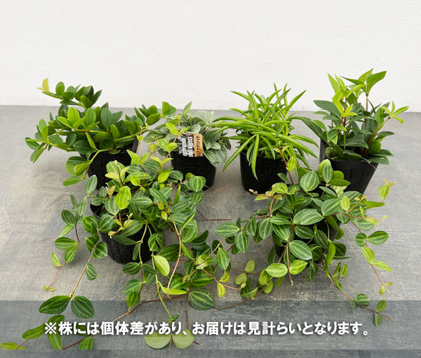 ぺぺロミア :品種おまかせミックス 3号ポット