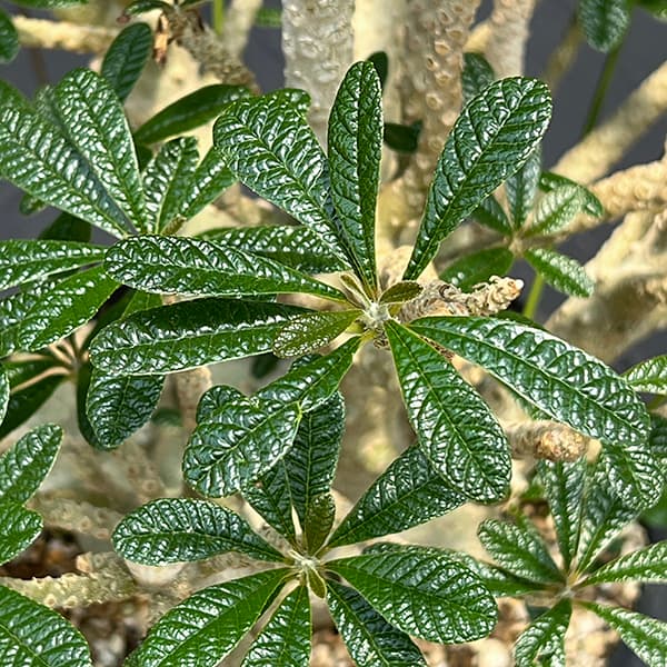 ドルステニア：ギガス　7号鉢植え23-02