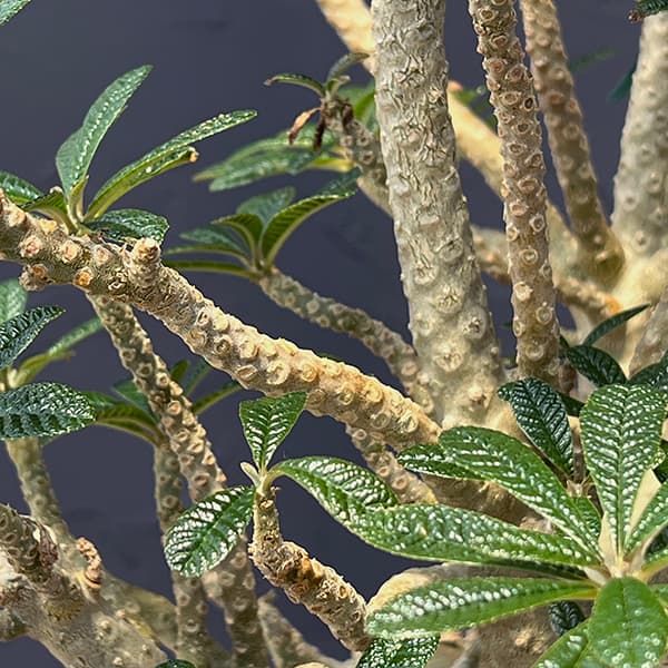 ドルステニア：ギガス　7号鉢植え23-02