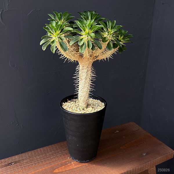 ユーフォルビア：ギラウミニアナ　4号鉢植え23-04