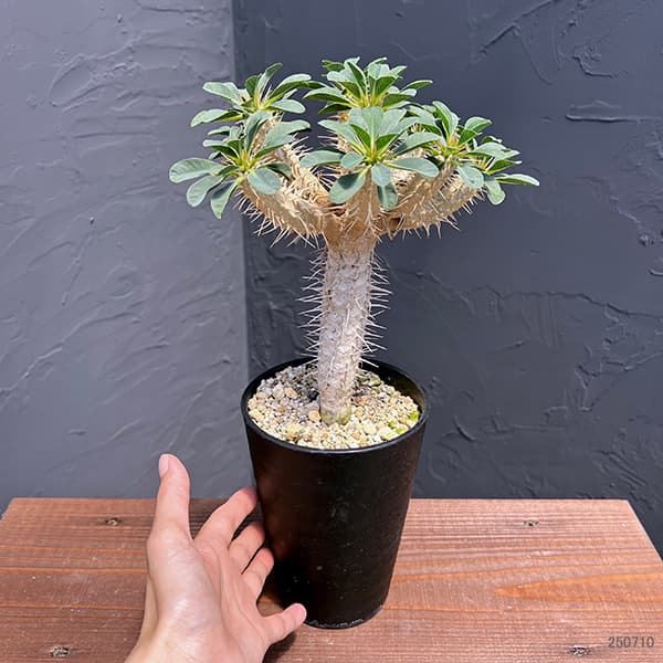 ユーフォルビア:ギラウミニアナ 4号鉢植え23-04