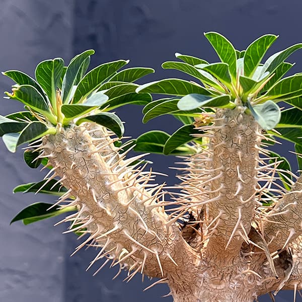 ユーフォルビア:ギラウミニアナ 4号鉢植え23-04