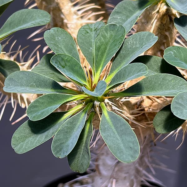 ユーフォルビア:ギラウミニアナ 4号鉢植え23-04