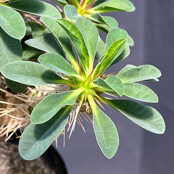 ユーフォルビア:ギラウミニアナ 4号鉢植え23-06