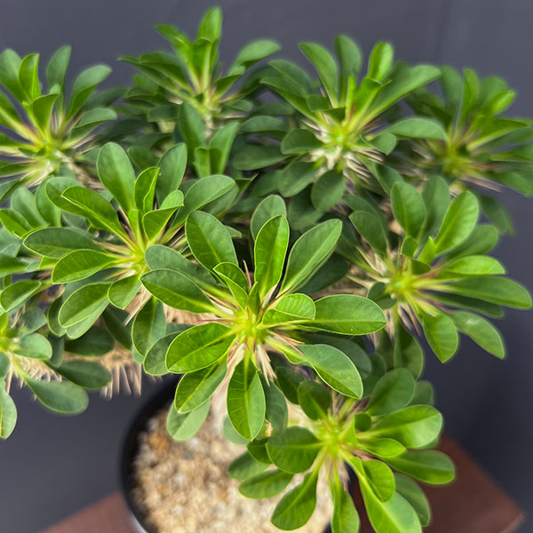 ユーフォルビア:ギラウミニアナ 4号鉢植え23-06