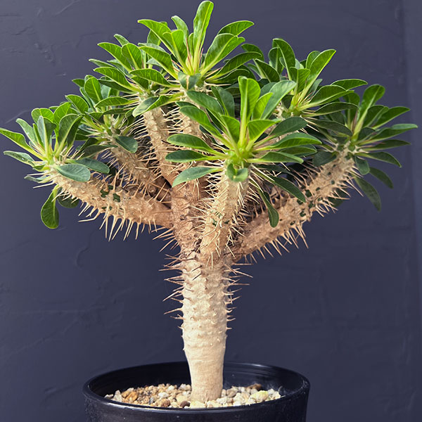 ユーフォルビア:ギラウミニアナ 4号鉢植え23-06