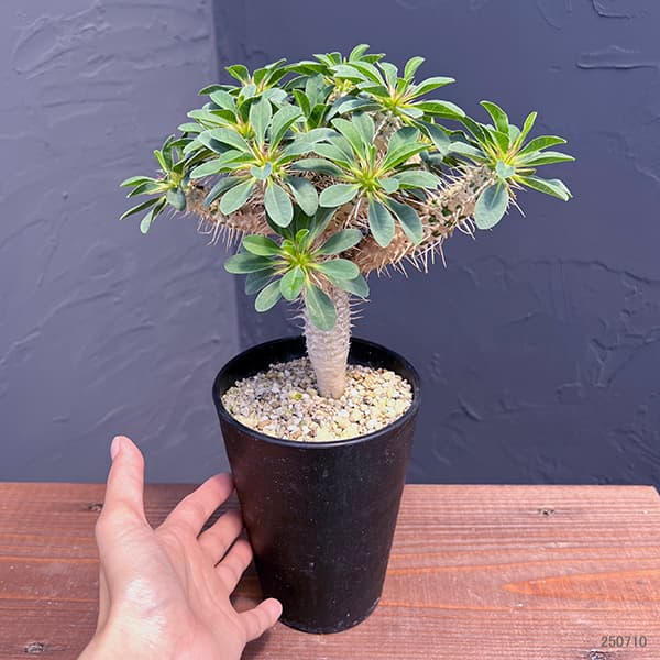 ユーフォルビア：ギラウミニアナ 4号鉢植え23-06 の通販 | 園芸