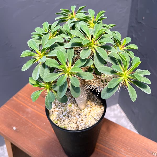ユーフォルビア：ギラウミニアナ 4号鉢植え23-06 の通販 | 園芸