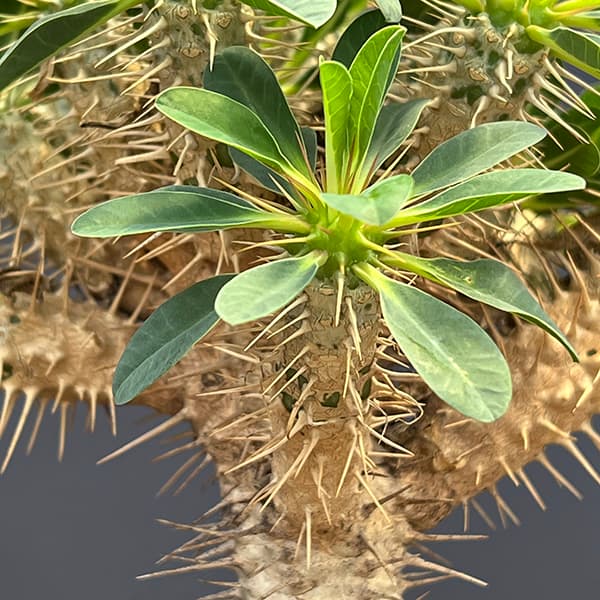 ユーフォルビア:ギラウミニアナ 4号鉢植え23-06