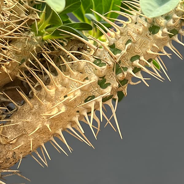 ユーフォルビア:ギラウミニアナ 4号鉢植え23-06