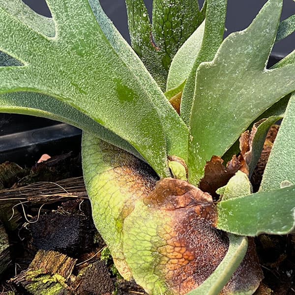 バクテリア　スポア　ビカクシダ ビカクシダ バクテリア 観葉植物