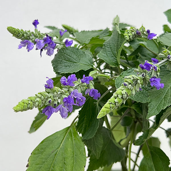 ラベンダーセージ(サルビア・インディゴスパイヤ)5号鉢植え