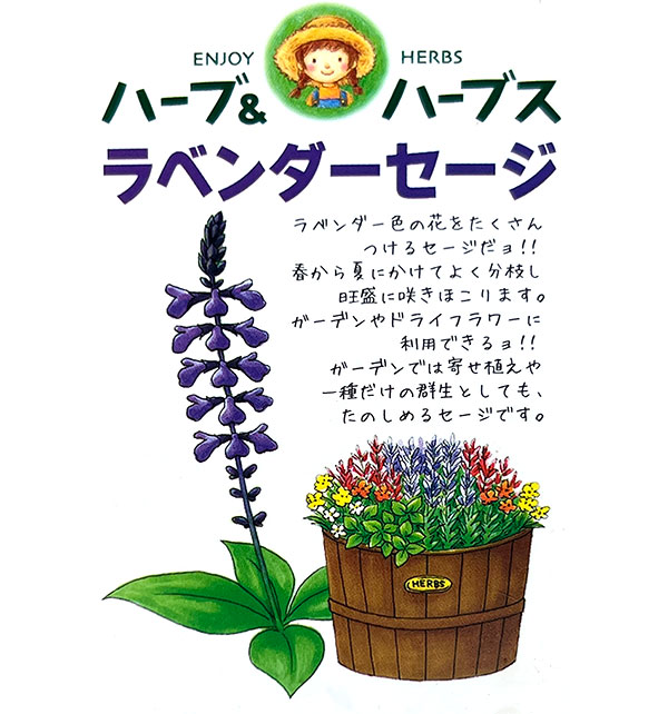 ラベンダーセージ(サルビア・インディゴスパイヤ)5号鉢植え