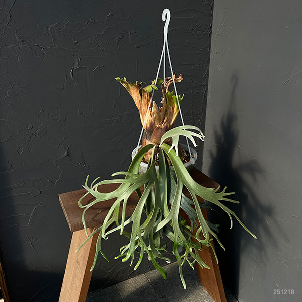 園芸ネット本店｜[送料無料]ビカクシダ（コウモリラン）：ウィリンキー