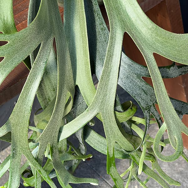 K*n様 ビカクシダ　イエロームーン　スポア　ウィリンキー おしゃれ 観葉植物：ウィリンキー イエロームーン スポア株*ビカクシダ