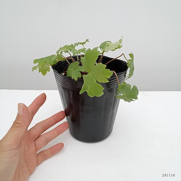 デルフィニウム：スイートセンセーション4号ポット