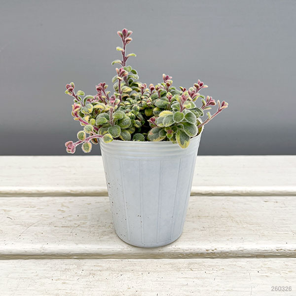 キンギョソウ（リナリア）：ムーンライトオブトリニティ2.5号ロングポット 12株セット