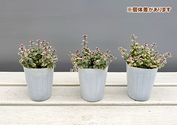 キンギョソウ（リナリア）：ムーンライトオブトリニティ2.5号ロングポット 12株セット