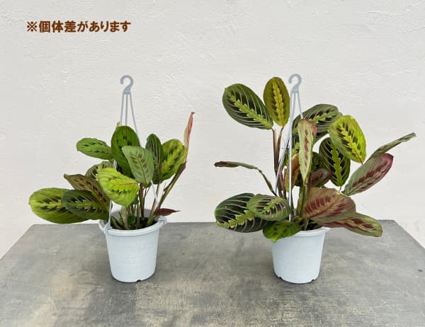 マランタ:レウコネウラ 4号吊り鉢入り