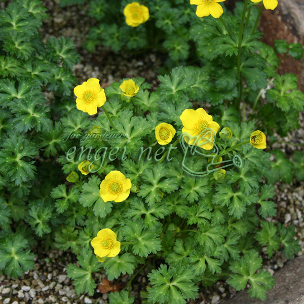 トロリウス（西洋キンバイソウ）：プミルス3号ポット