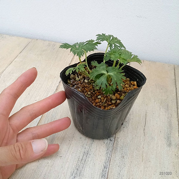 トロリウス（西洋キンバイソウ）：プミルス3号ポット