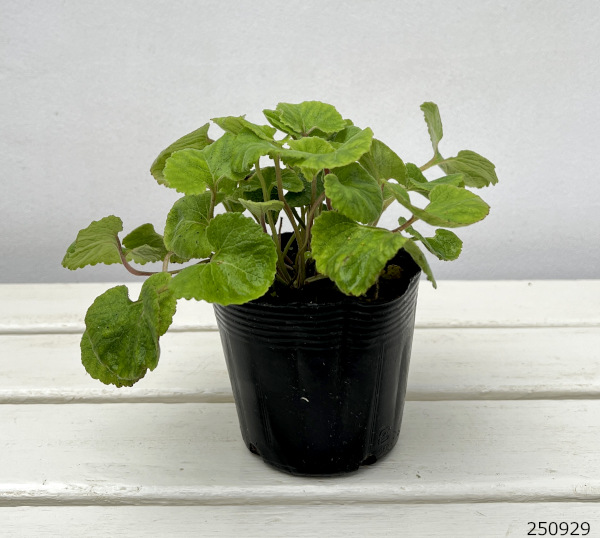 カンパニュラ：アリアリフォリア3.5号ポット