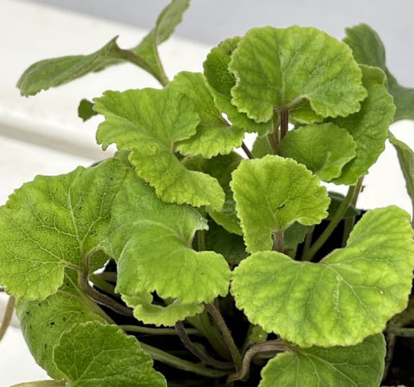 カンパニュラ：アリアリフォリア3.5号ポット