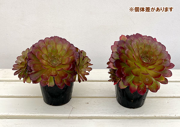 センポニウム:シエナ 4号鉢植え