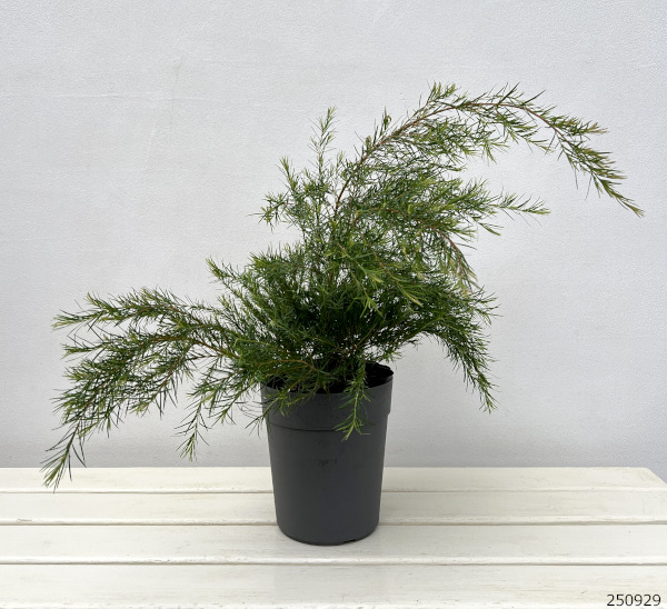 園芸ネット本店｜メラレウカ：メディカルティーツリー 5号鉢植え の