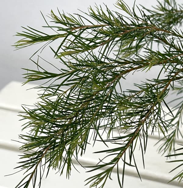 メラレウカ:メディカルティーツリー 5号鉢植え