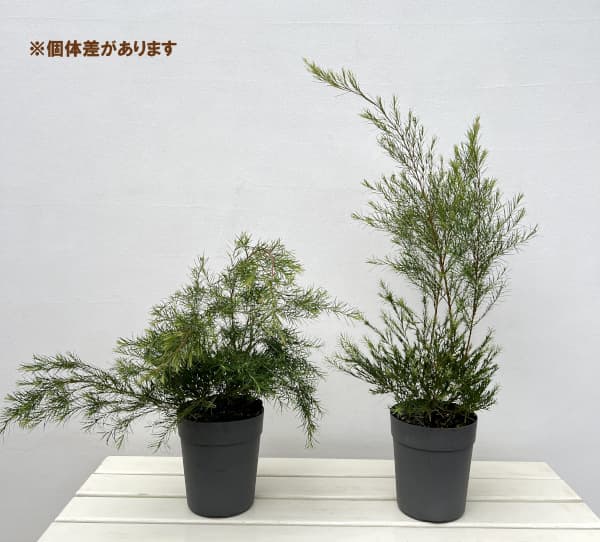 メラレウカ:メディカルティーツリー 5号鉢植え