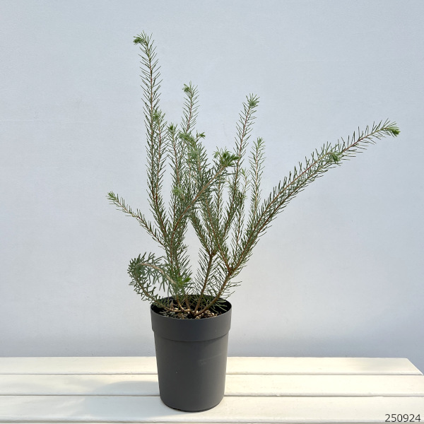 カロタムス ダスティーグレー5号鉢植え