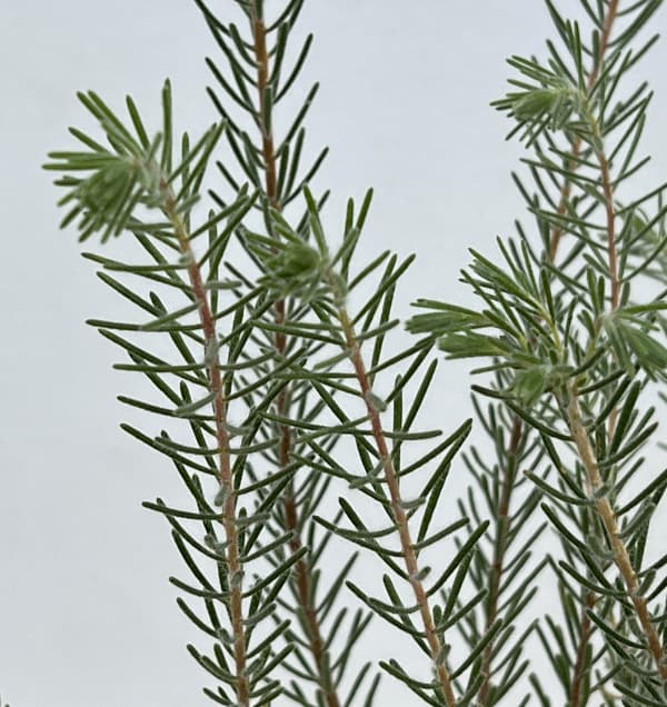 カロタムス ダスティーグレー5号鉢植え