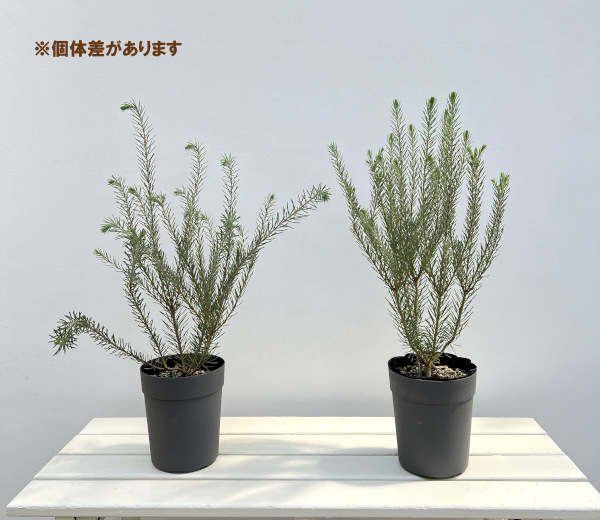 カロタムス ダスティーグレー5号鉢植え
