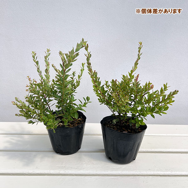 ブルーベリー:インディゴブルー3~3.5号ポット