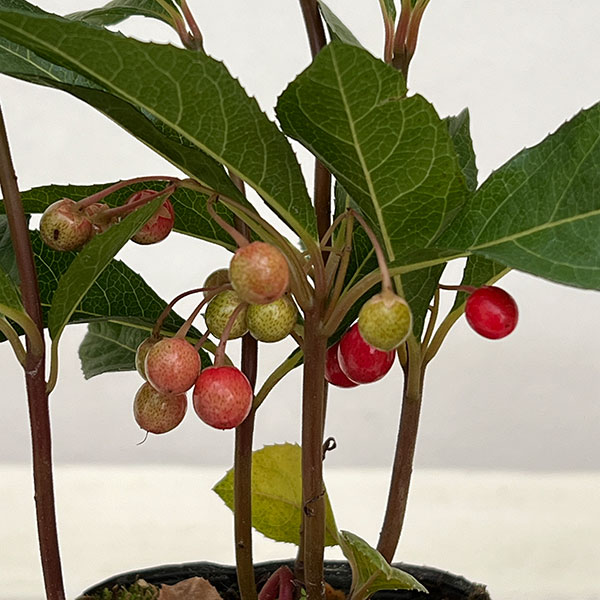 ヤブコウジ（十両）：紅玉2.5号ポット[実付き]