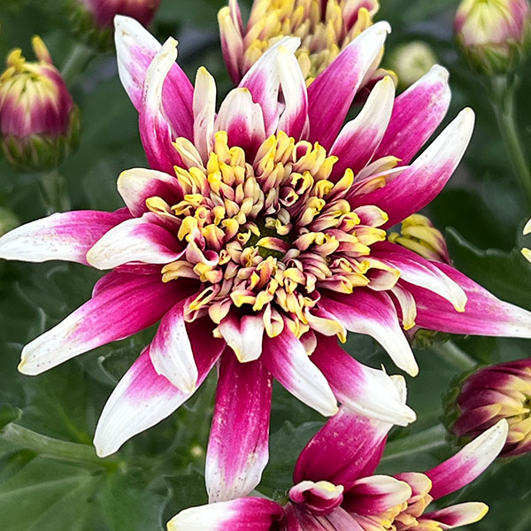 スプレーマム:セイフェスト5号鉢植え