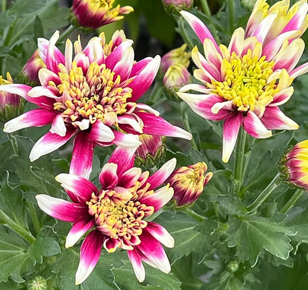 スプレーマム:セイフェスト5号鉢植え