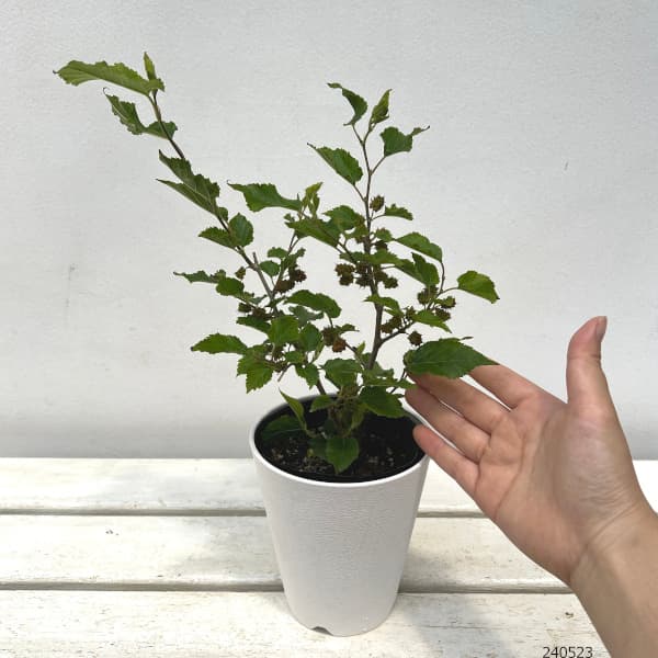 マルベリー(桑・クワ):ドワーフマルベリー4号鉢植え