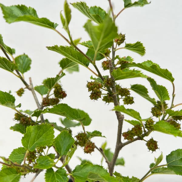 マルベリー(桑・クワ):ドワーフマルベリー4号鉢植え