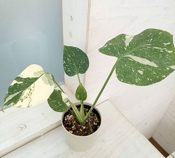 モンステラ：タイコンステレーション（白散斑）4号23-01 の通販