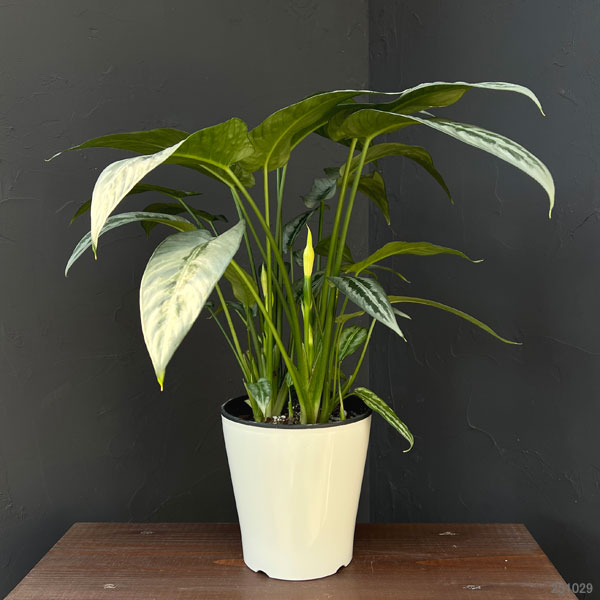 スキスマトグロッティス：ハイナエンシス　5号鉢植え